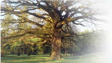 Rambling Roots Tree